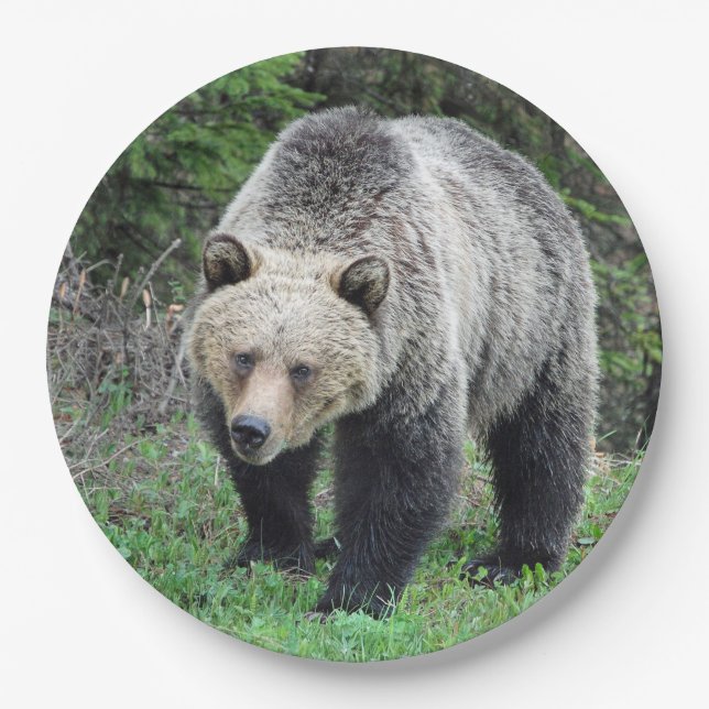 Alaska Grizzly Bear Wildlife Photo Paper Plate (Front)