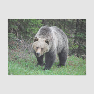 Alaska Grizzly Bear Wildlife Photo Tissue Paper