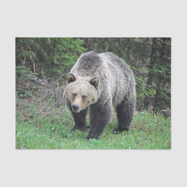Alaska Grizzly Bear Wildlife Photo Tissue Paper (Front)