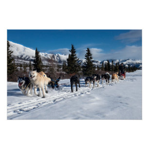 Alaska Husky Dog Sled Race Poster