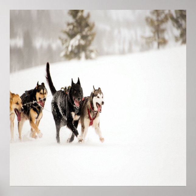 Alaska husky dogs racing in snow poster (Front)