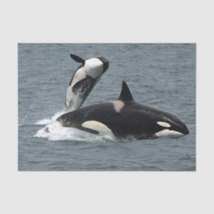 Alaska Killer Whales Photo Tissue Paper