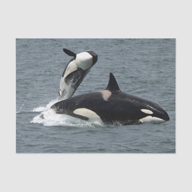 Alaska Killer Whales Photo Tissue Paper (Front)