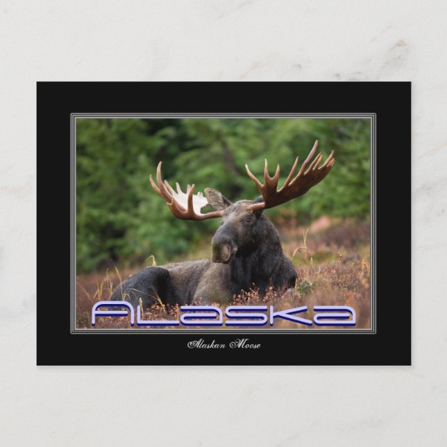 Alaska Moose Post Card (Front)