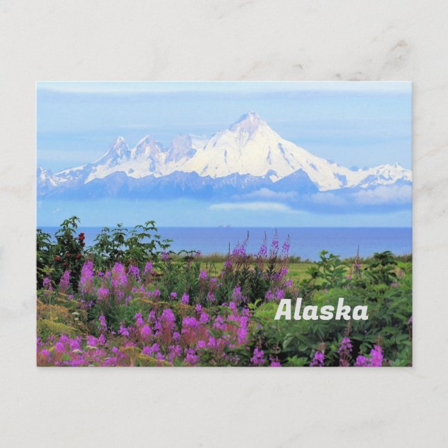 Alaska, Mount Iliamna Glacier and Fireweed Flowers Postcard (Front)