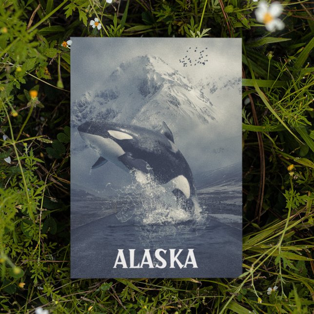 Alaska Mountains Killer Whale Orca Postcard (Creator Uploaded)