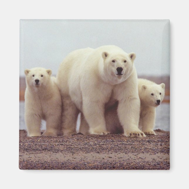 Alaska Polar Bear Magnet (Front)