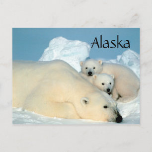 Alaska polar bear with cubs postcard