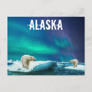 Alaska Polar Bears Aurora Borealis Postcard