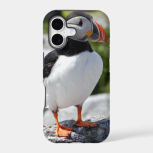 Alaska Puffin Colourful Birds