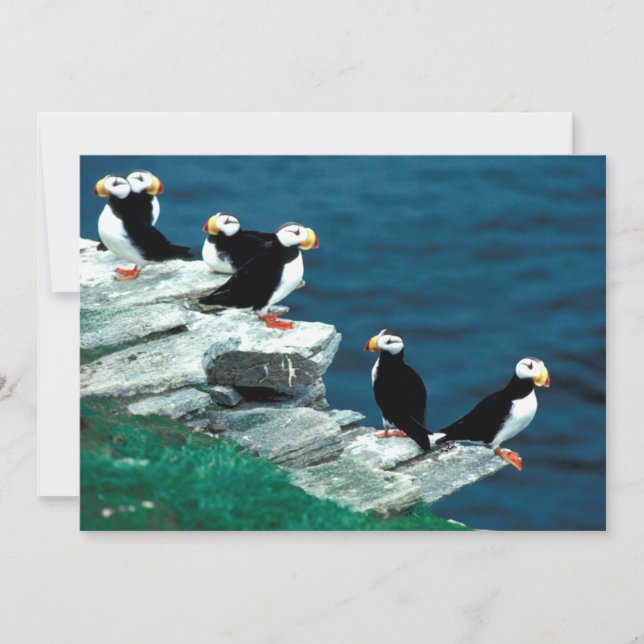 Alaska Puffins Feathered Colourful Birds (Front)