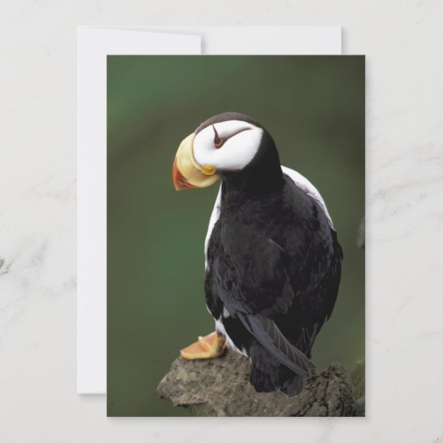 Alaska Puffins Feathered Colourful Birds (Front)