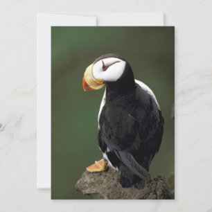 Alaska Puffins Feathered Colourful Birds