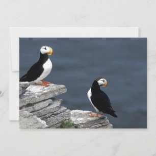 Alaska Puffins Feathered Colourful Birds