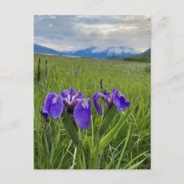 Alaska Purple Flower Botanical Mountain Postcard (Front)