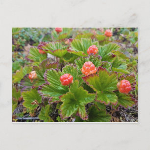 alaska salmon berries invitation postcard