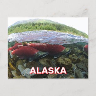 Alaska Sockeye Salmon Postcard