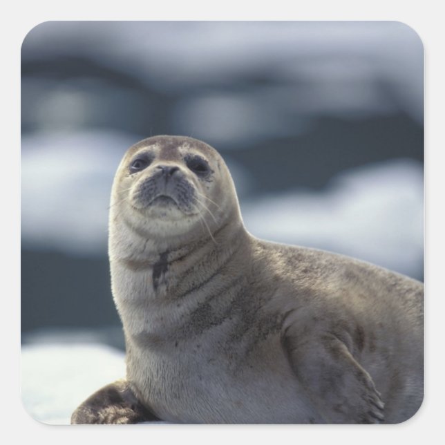 Alaska, southeast region Harbour seal on ice (Front)