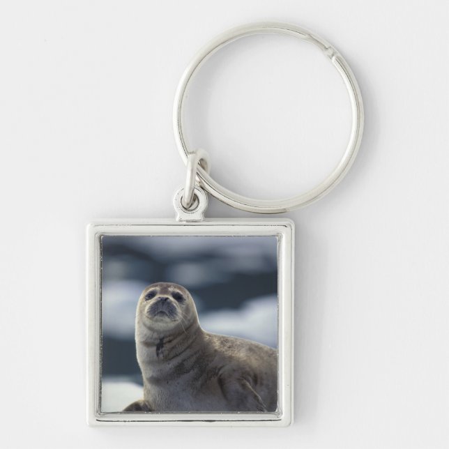 Alaska, southeast region Harbour seal on ice Key Ring (Front)