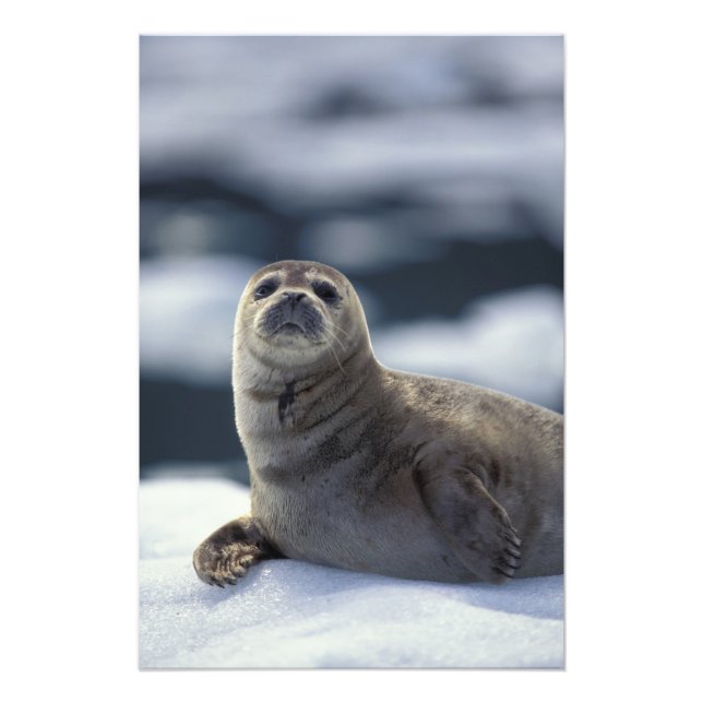 Alaska, southeast region Harbour seal on ice Photo Print (Front)