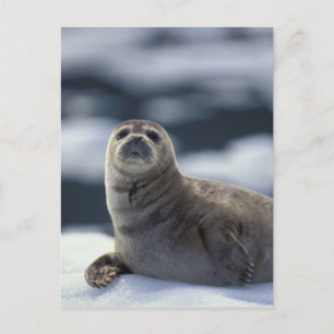 Alaska, southeast region Harbour seal on ice Postcard