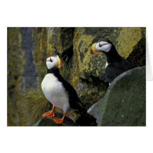 Alaska, St. Paul Island, the Pribilofs, horned