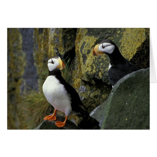 Alaska, St. Paul Island, the Pribilofs, horned (Front Horizontal)