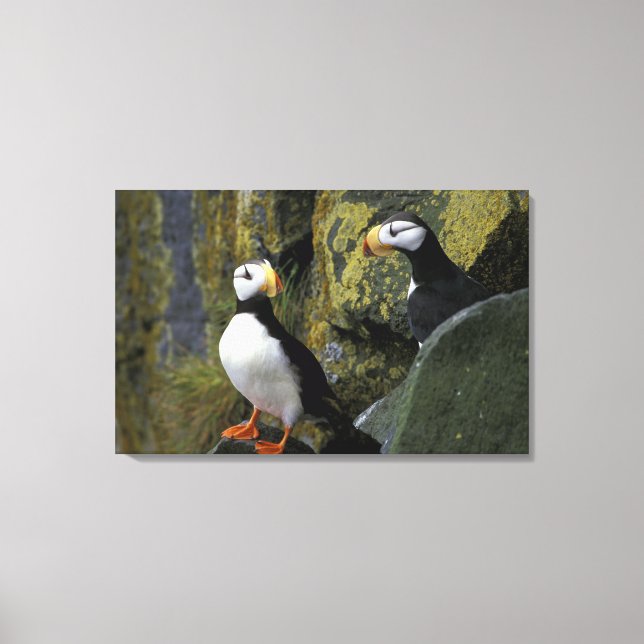Alaska, St. Paul Island, the Pribilofs, horned Canvas Print (Front)