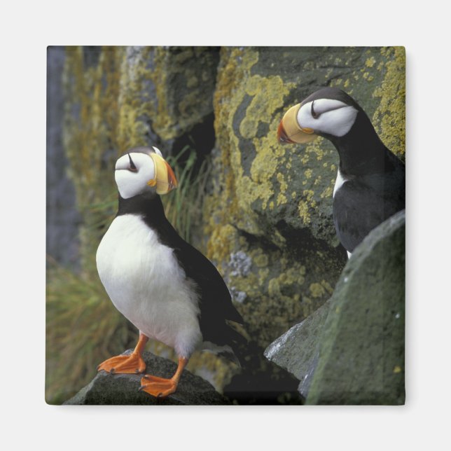 Alaska, St. Paul Island, the Pribilofs, horned Magnet (Front)