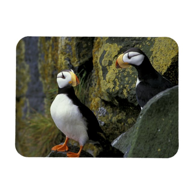 Alaska, St. Paul Island, the Pribilofs, horned Magnet (Horizontal)