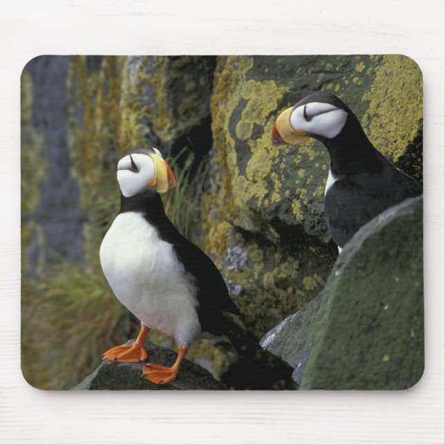 Alaska, St. Paul Island, the Pribilofs, horned Mouse Mat (Front)