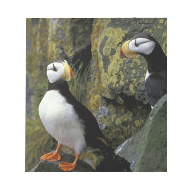 Alaska, St. Paul Island, the Pribilofs, horned Notepad (Front)