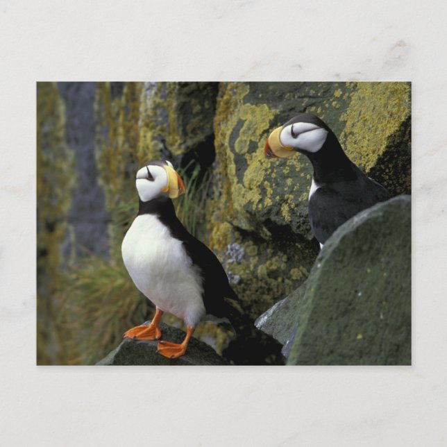 Alaska, St. Paul Island, the Pribilofs, horned Postcard (Front)