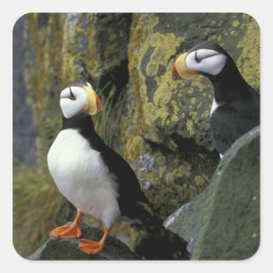 Alaska, St. Paul Island, the Pribilofs, horned Square Sticker