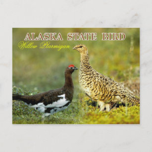 Alaska State Bird - Willow Ptarmigan Postcard