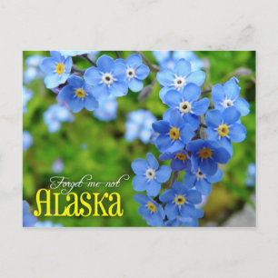 Alaska State Flower: Forget-me-not Postcard
