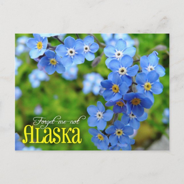 Alaska State Flower: Forget-me-not Postcard (Front)