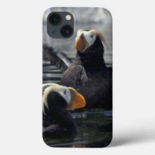 Alaska Tufted puffins iPhone 13 Case