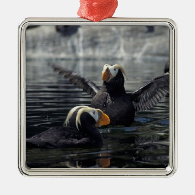 Alaska Tufted puffins Metal Tree Decoration (Front)