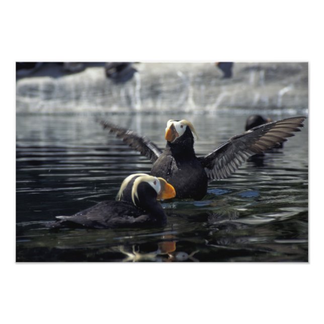 Alaska Tufted puffins Photo Print (Front)