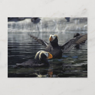 Alaska Tufted puffins Postcard