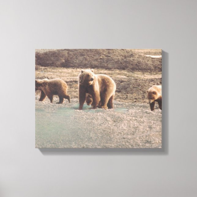 Alaska Tundra Grizzlies Photo Designed Print (Front)