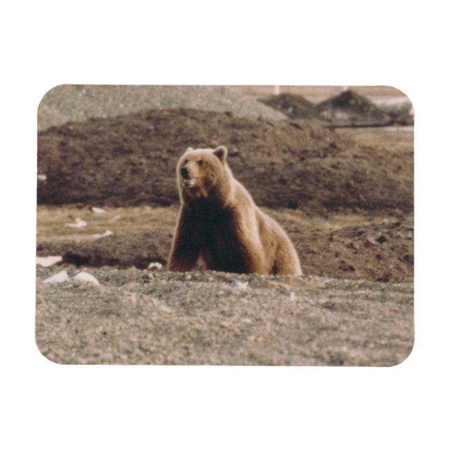 Alaska Tundra Grizzly Sow Arctic Refrigerator Magnet (Horizontal)