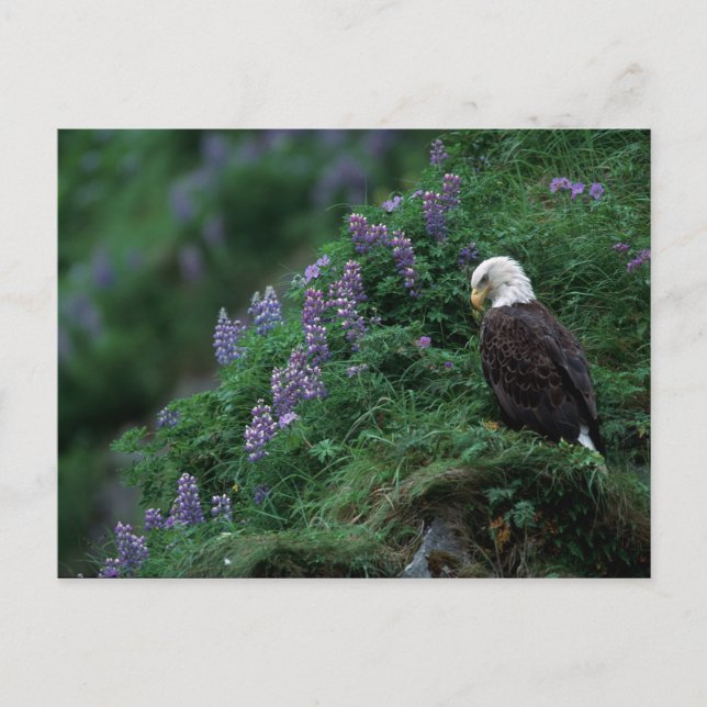 Alaska, Unalaska Island Bald Eagle among Nootka Postcard (Front)