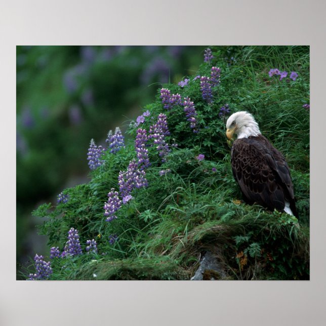 Alaska, Unalaska Island Bald Eagle among Nootka Poster (Front)