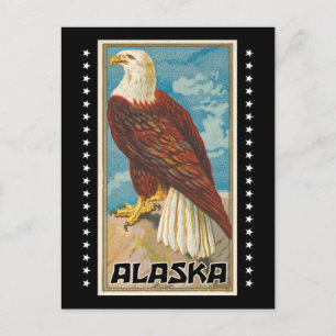 Alaska - Vintage Bald Eagle Postcard