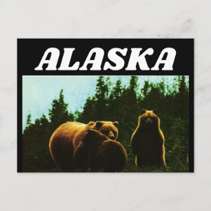 ALASKA VINTAGE GRIZZLY BEAR POSTCARD