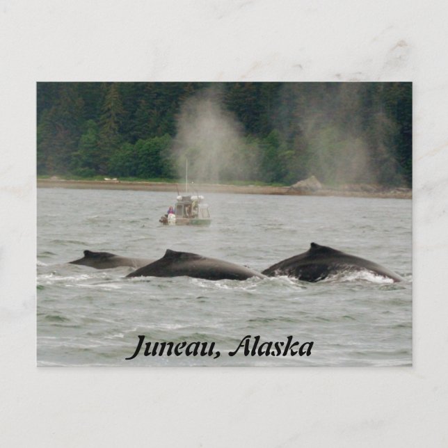 Alaska Whales Postcard (Front)