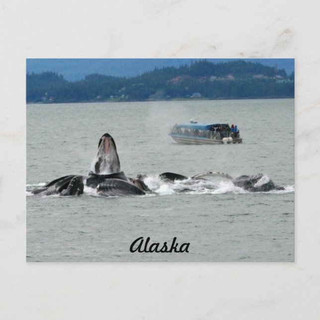 Alaska Whales Postcard (Front)