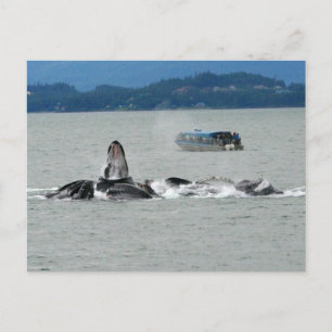 Alaska Whales Postcard
